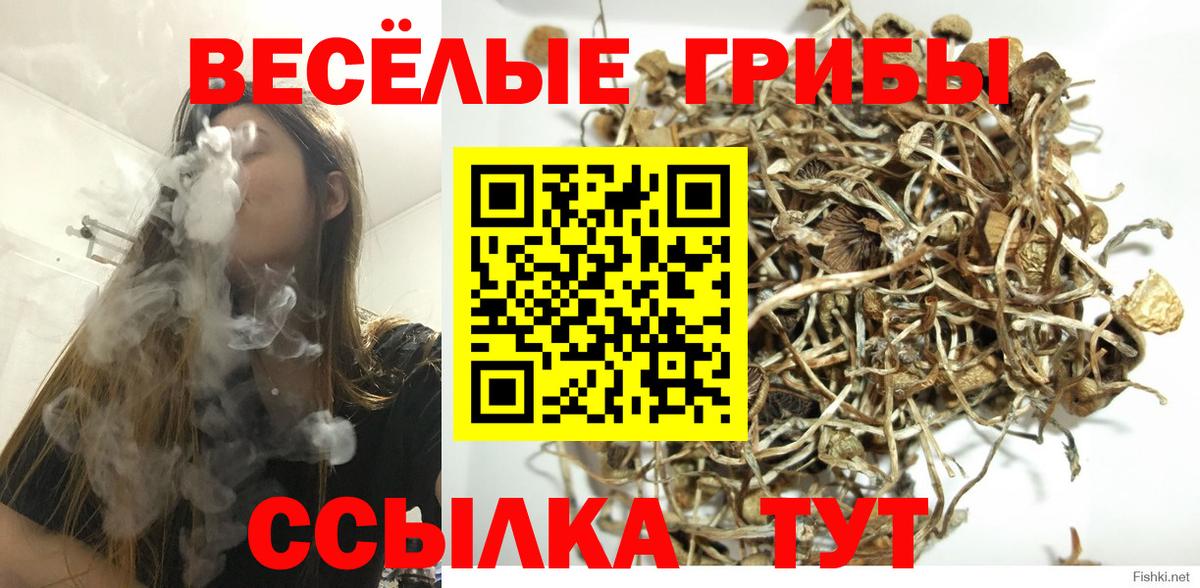 Лосино-Петровский  Галлюциногенные грибы GOLDEN TEACHER  Вход с VPN  Галлюциногенные грибы Psilocybine cubensis 
